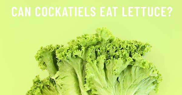 can cockatiels eat lettuce