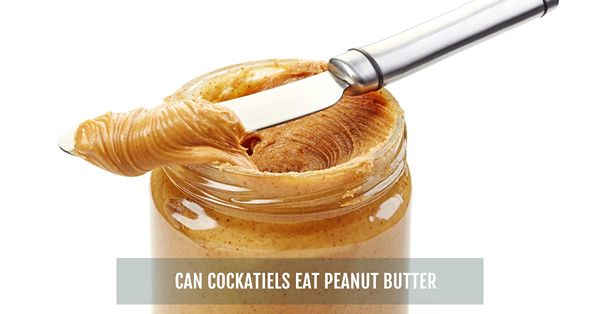 can cockatiels eat peanut butter
