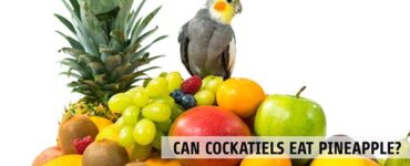 can cockatiels eat pineapple