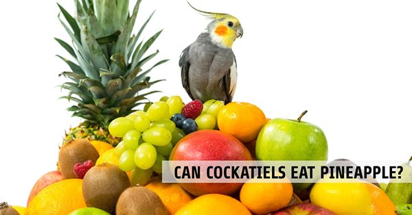 can cockatiels eat pineapple