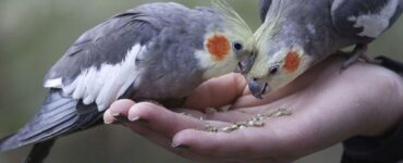 do cockatiels mate for life