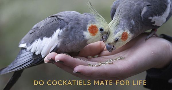 do cockatiels mate for life