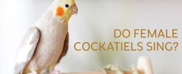 do female cockatiels sing