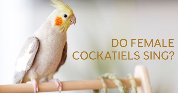 do female cockatiels sing