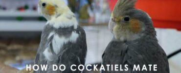 how do cockatiels mate