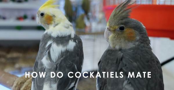 how do cockatiels mate