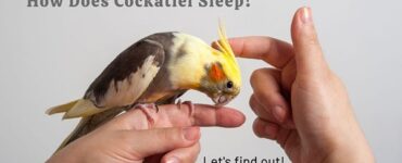 how does cockatiel sleep