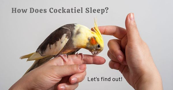 how does cockatiel sleep